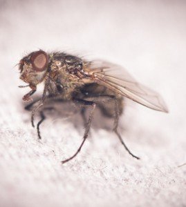 insectos arrastrantes y voladores