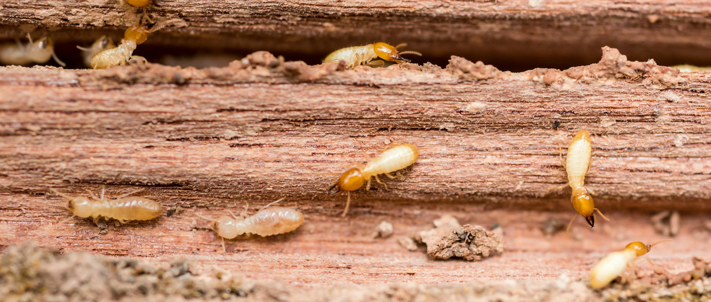 Qué son las termitas