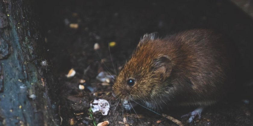 consejos eliminar plaga ratas