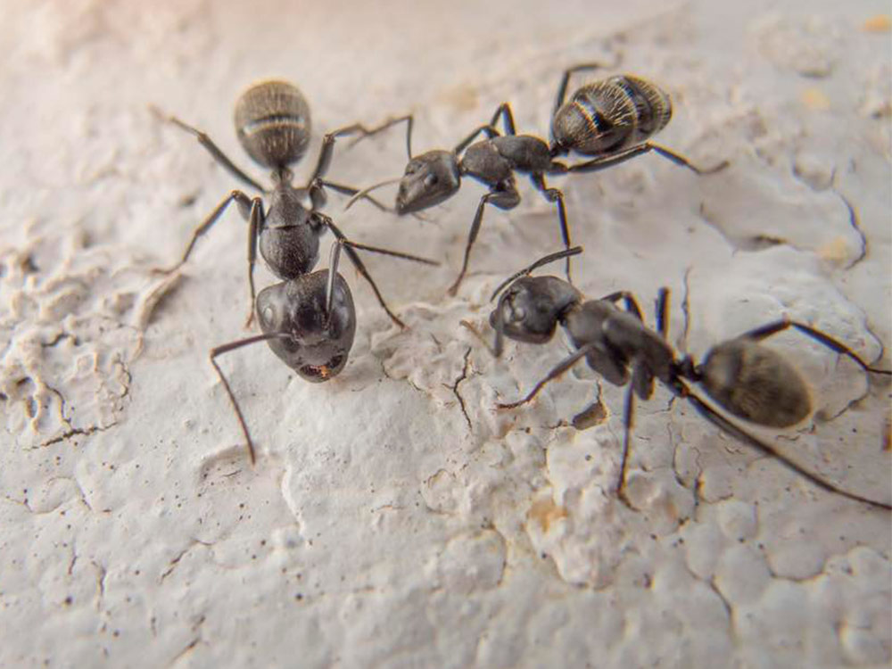 eliminar hormigas de casa