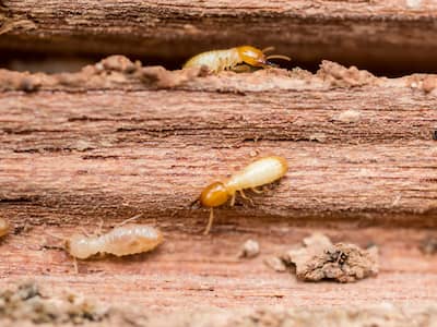 control de termitas