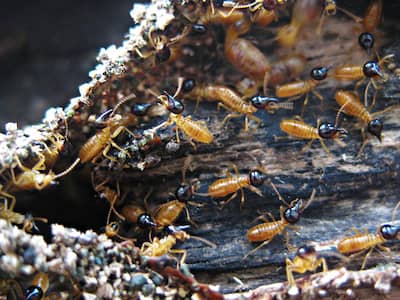 eliminar termitas en bilbao